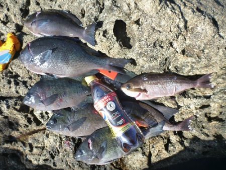 樫野にてグレ・イサギ♪