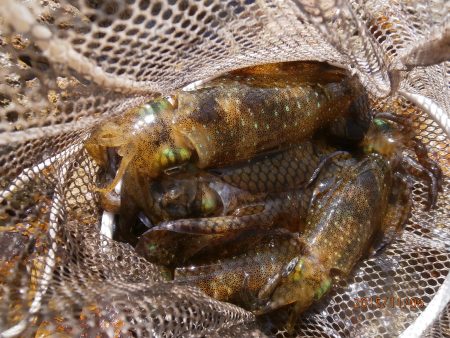 久々の平日釣行