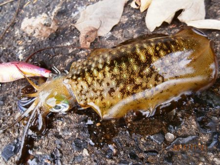 いいアタリでした！！