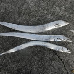 二連戦　　パート２