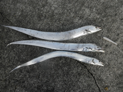 二連戦　　パート２