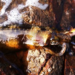 いいアタリでした！！　うねり編