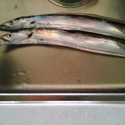連日の大津川尻　朝太刀魚