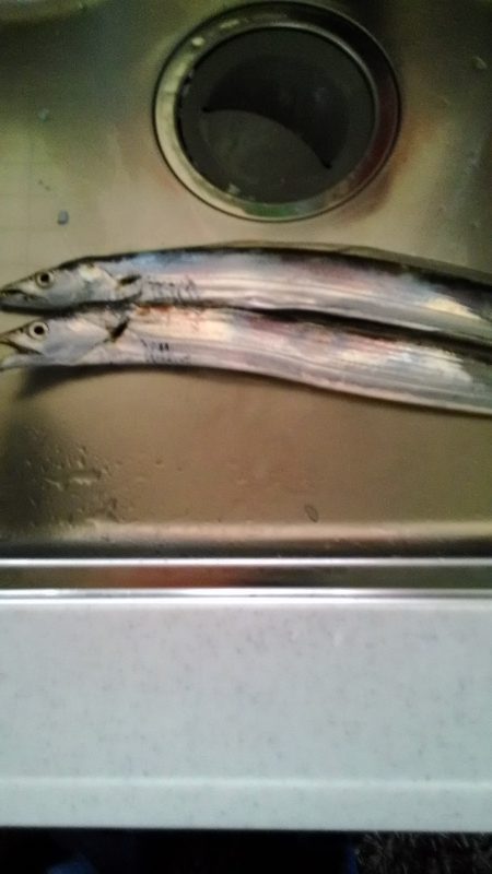 連日の大津川尻　朝太刀魚