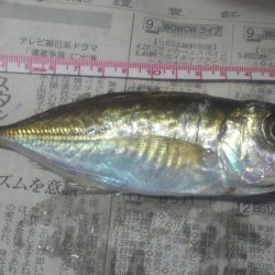 久々のジグ単で鯵調査。