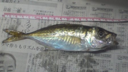 久々のジグ単で鯵調査。