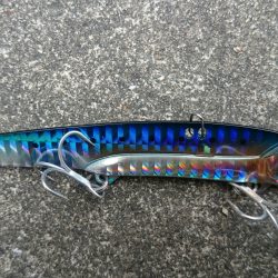 ジグでサワラ！