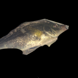 メバリング。アジング