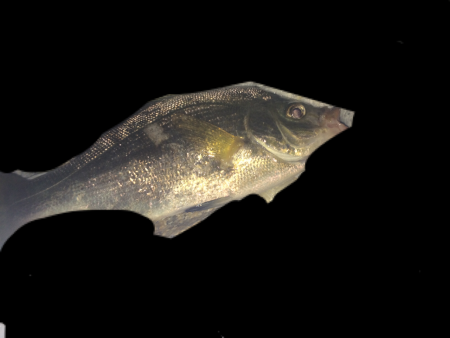 メバリング。アジング