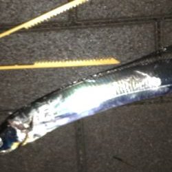 夕まずめタチウオ