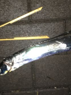 夕まずめタチウオ