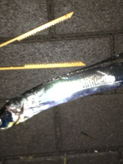 夕まずめタチウオ