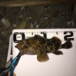 ゴロタ浜でアジング