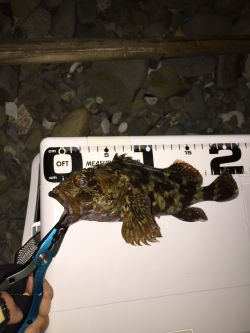 ゴロタ浜でアジング