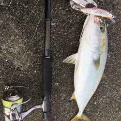 青物ショアゲーム