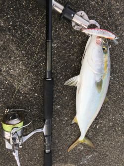 青物ショアゲーム