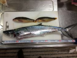 ジギングでサゴシ