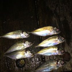 アジさんこんにちは