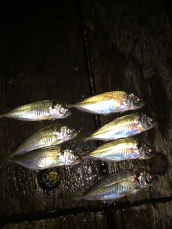 アジさんこんにちは