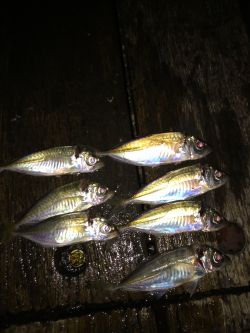 アジさんこんにちは