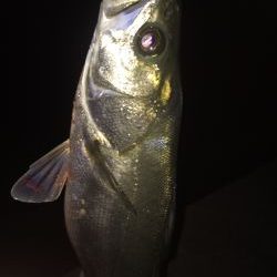 シーバス 青物高活性！