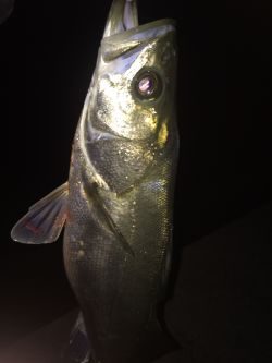 シーバス 青物高活性！