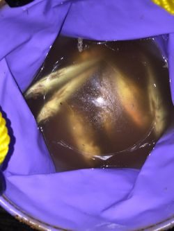 アジアジアジ〜太刀魚はいったい