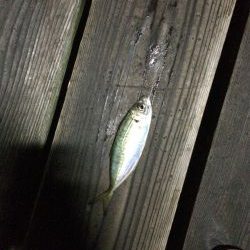 洲本港アジング！