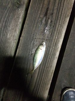 洲本港アジング！