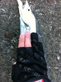 爆風の中の太刀魚ゲーム‼︎