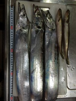 太刀魚ワインド