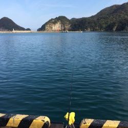 二週間ぶりのサヨリ