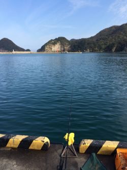 二週間ぶりのサヨリ