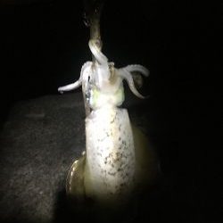 太刀魚のついで