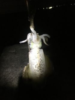 太刀魚のついで