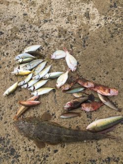 アジ飲ませにて