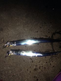 タチウオワインド