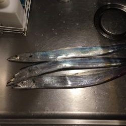 南港かなーり湾奥調査!