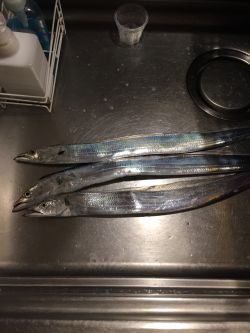 南港かなーり湾奥調査!