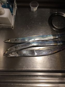 南港かなーり湾奥調査！