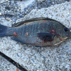 ファミリーフィッシング