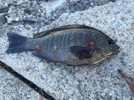 ファミリーフィッシング