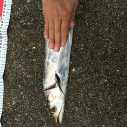 青物狙いが・・・