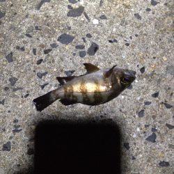 マイクロメバリング！