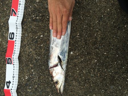 青物狙いが・・・