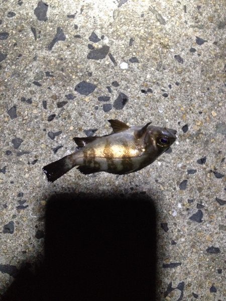 マイクロメバリング！