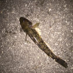 アオイソメでの探り釣り