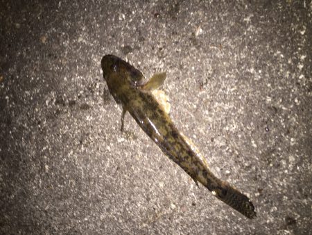 アオイソメでの探り釣り