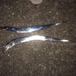 タチウオワインド