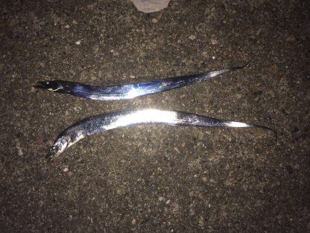 タチウオワインド